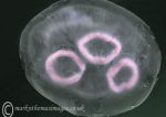 Moon jellyfish - detail