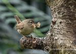 Wren 2