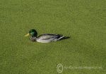 Mallard on green - male