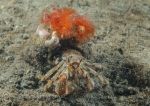 Hermit crab & pipe worms