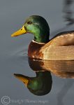 Mallard - male