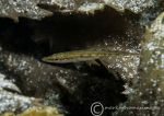 Fifteen-spined stickleback