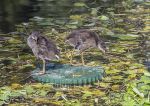 Moorhen chicks