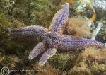 Starfish regenerating