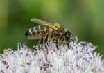 Honey Bee on allium