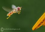 Marmalade Hoverfly 2