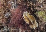 Candy-striped flatworm - Trefor