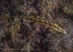 Fifteen-spined stickleback