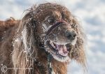 Snow Dog 1 - Roonagh