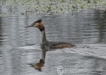 Great crested grebe