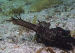 Sea hare