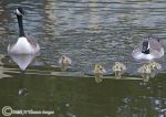 Canada goose family