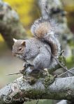 Grey squirrel