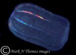 comb jelly