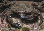 Velvet swimming crab