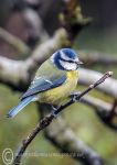 Blue Tit