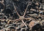 Sand brittlestar