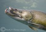 Brown trout