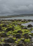 Sea lettuce - Aughrus