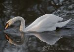 Mute swan