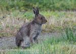 Irish Hare