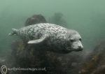 seal pup passing by