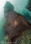 Herefordshire - spider crab
