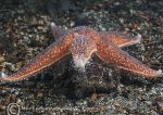 Common starfish