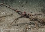 Long-legged spider crab