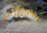 Orange clubbed nudibranch