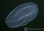 Comb jelly - Beroe cucumis