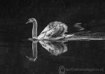 Cygnet b&w 2