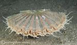 King scallop