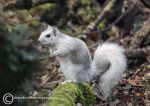 Ghost squirrel