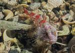 Long-spined scorpionfish, red