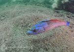 cuckoo wrasse - male