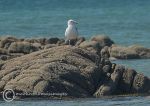 Herring gull