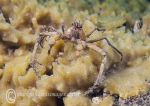 Spider crab on sponge
