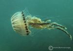 Compass jellyfish - Killary
