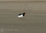 Oystercatcher