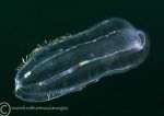 Comb jelly