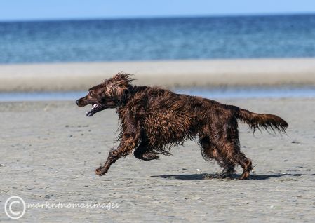 Finbar - Rhosneigr