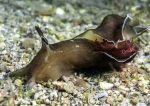 Sea hare