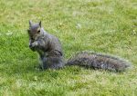 Grey squirrel