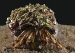 Hermit crab