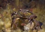 shore crab