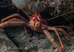 Long clawed squat lobster