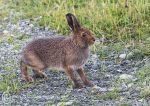 Claddaghduff Hare
