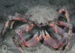 Spider crab - Little Killary