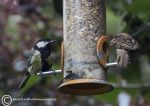 Sparrow & great tit